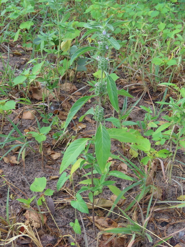 Image of Meiosperma bracteatum by no rights reserved