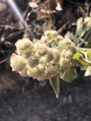 Hyptis oblongifolia