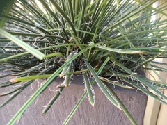 Agave schidigera