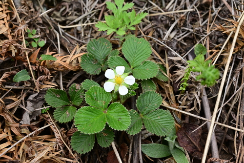 Nilgiri Strawberry