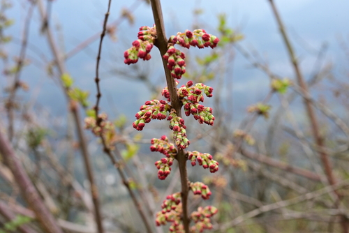 masuri berry