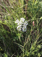 Bifora