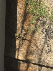 Podarcis muralis