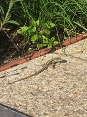 Podarcis muralis
