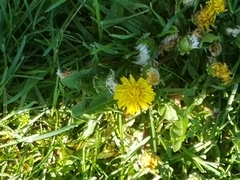 Asteraceae