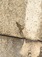 Podarcis muralis