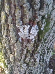 Flavoparmelia caperata