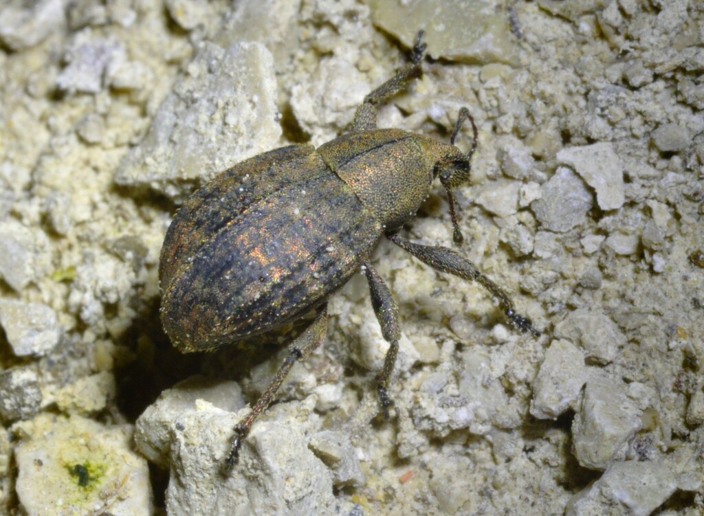 Tropiphorus elevatus from 91 Eggolsheim, Deutschland on March 15, 2024