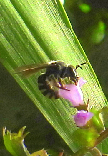 Lasioglossum manitouellum
