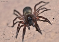 Haplodrassus dalmatensis