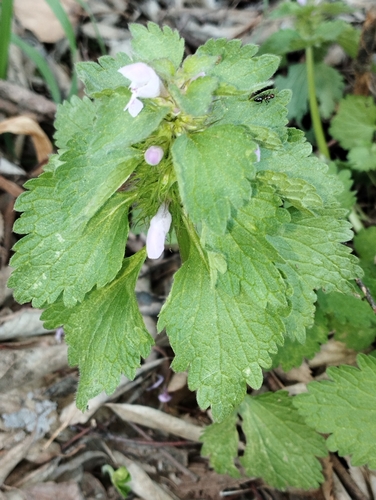 Lamium purpureum var. incisum