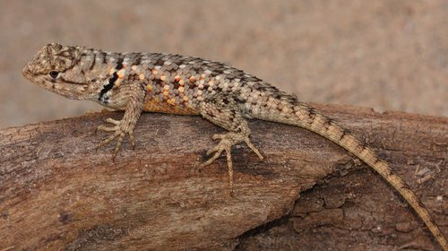 Twin-spotted Spiny Lizard