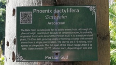Arecaceae