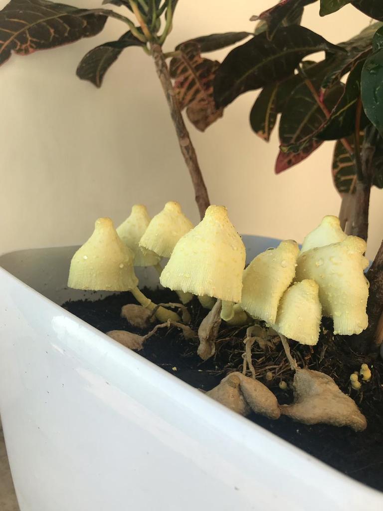 Leucocoprinus birnbaumii · April 2019 · photo: © naramirei (iNaturalist, cc-by-nc)