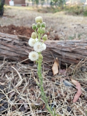 Erigeron variifolius