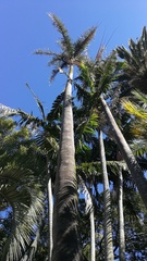 Arecaceae