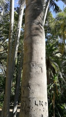 Arecaceae