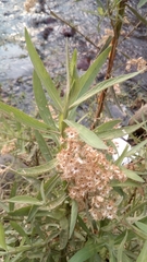 Asteroideae