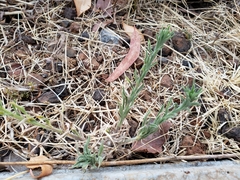 Erigeron variifolius