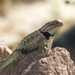Desert Spiny Lizard - Photo (c) C.V. Vick, some rights reserved (CC BY-NC-ND)