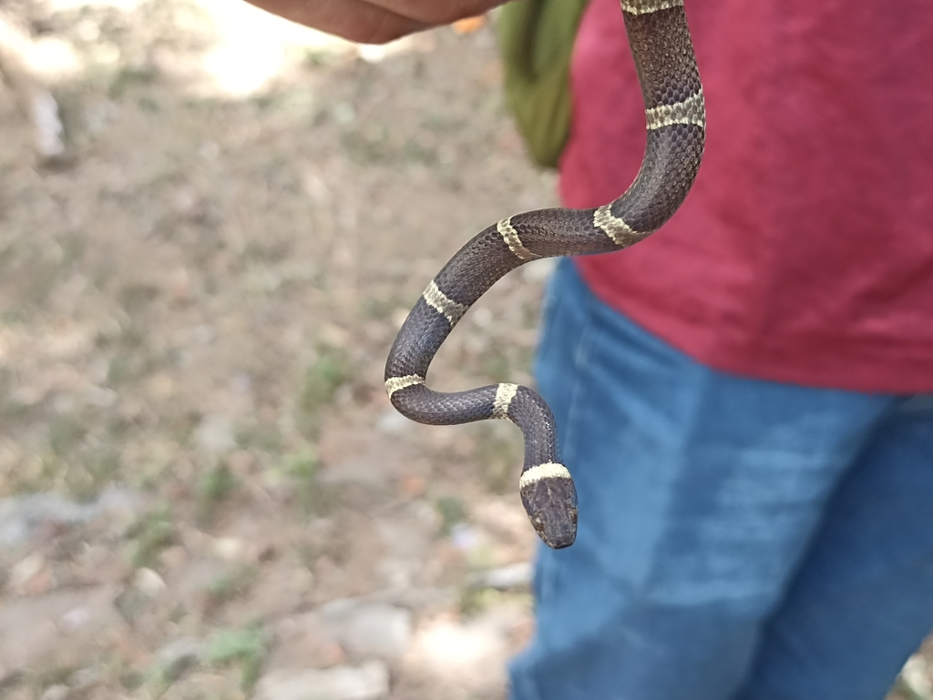 Black-banded Cat-eyed Snake