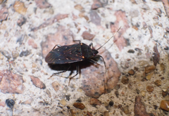 Neolethaeus assamensis