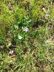 Viola sororia