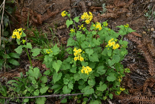 Sinosenecio oldhamianus