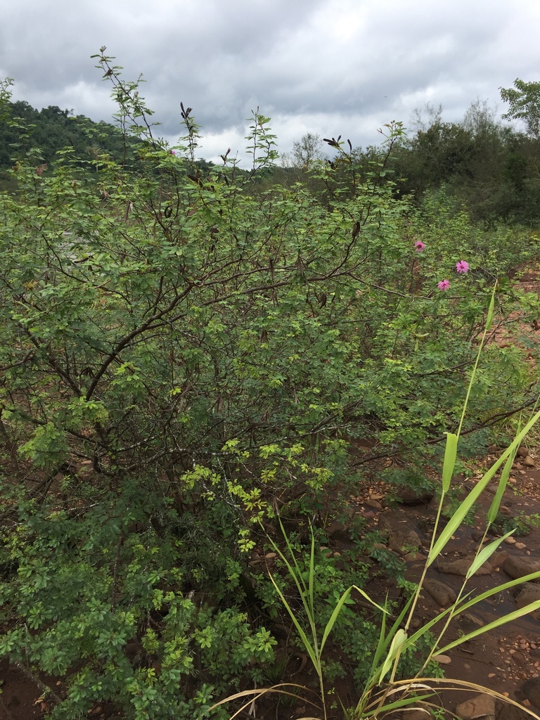 Mimosa uraguensis