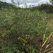 Mimosa uruguensis - Photo Δεν διατηρούνται δικαιώματα, uploaded by karuquebec
