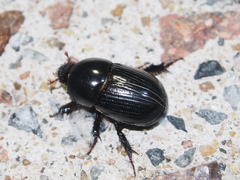 Alissonotum pauper