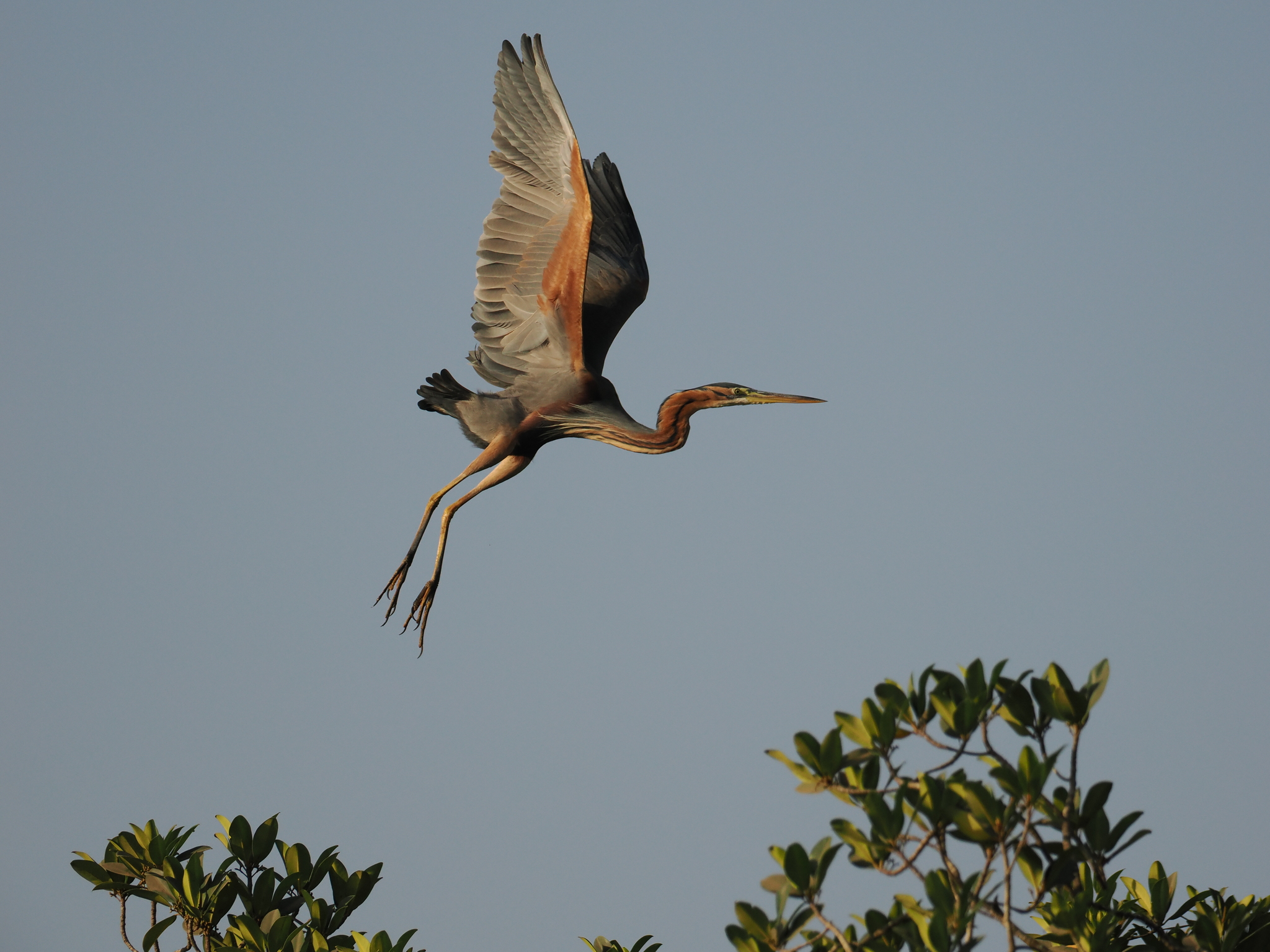 Purple Heron