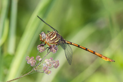 Aphylla angustifolia