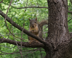Sciurus niger limitis