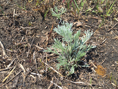 Artemisia campestris caudata