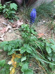 Muscari armeniacum