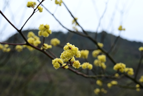 Mountain pepper