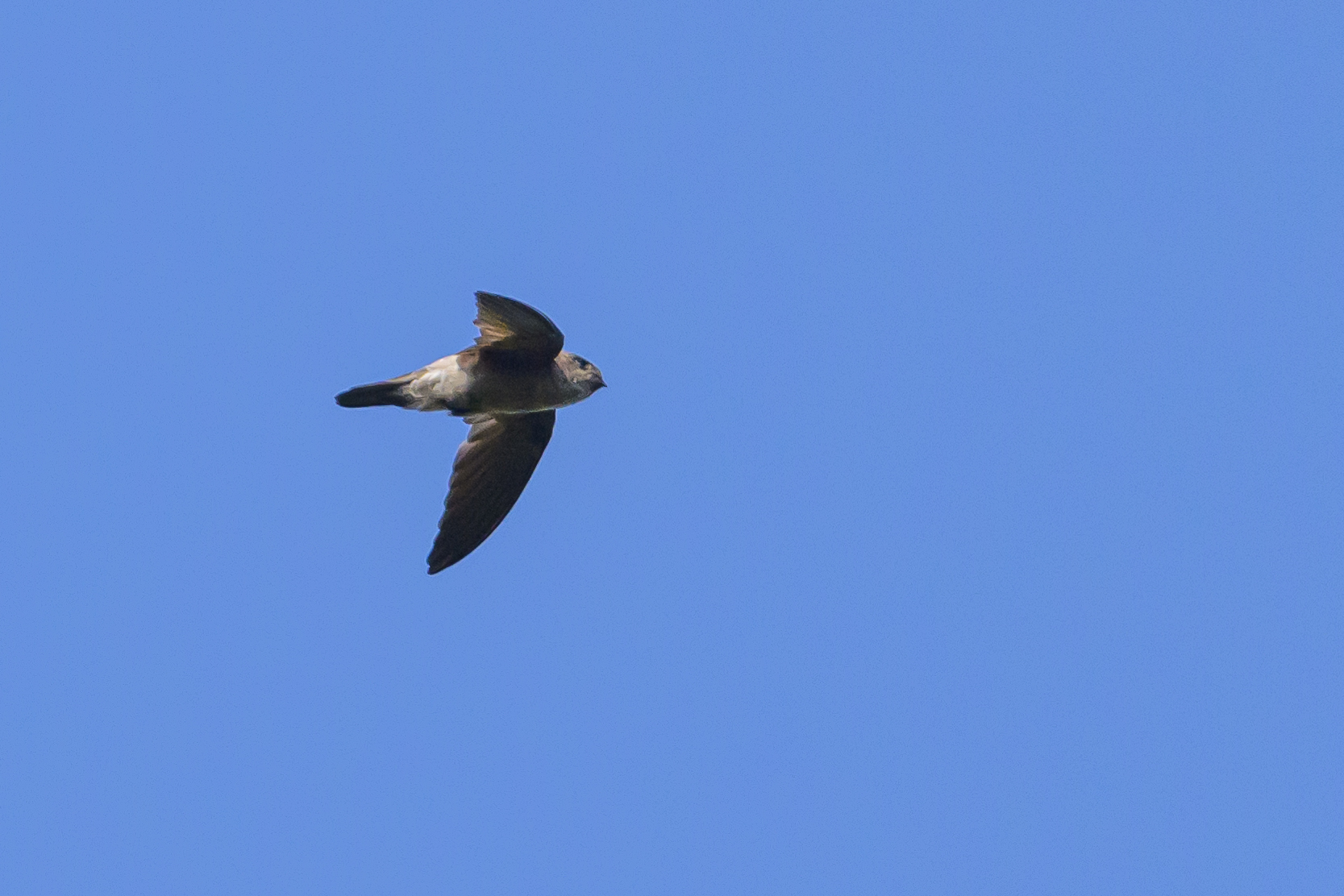 Edible-nest Swiftlet