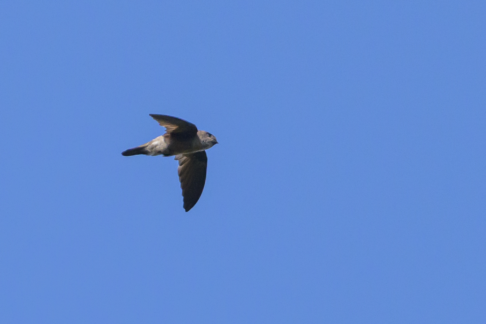 Edible-nest Swiftlet