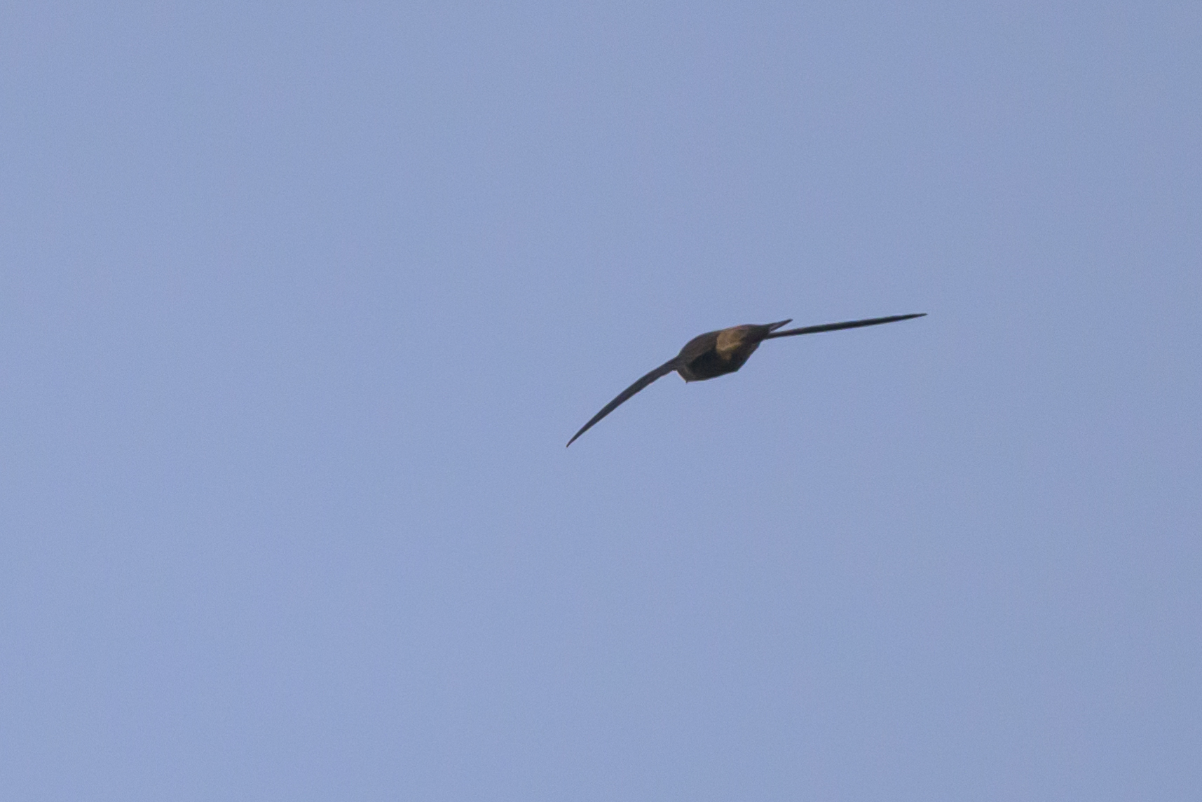 Edible-nest Swiftlet