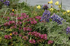 Pedicularis sudetica pacifica