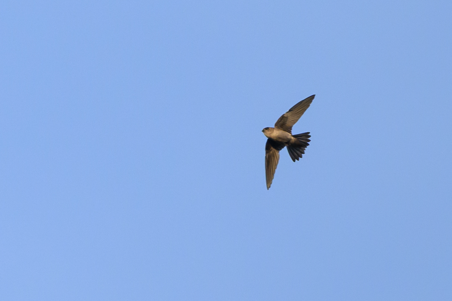 Edible-nest Swiftlet