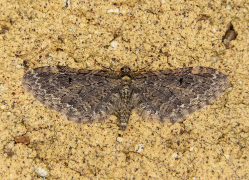 Larch Pug Moth