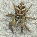 Zebra Jumping Spider - Photo (c) Ryszard, some rights reserved (CC BY-NC)