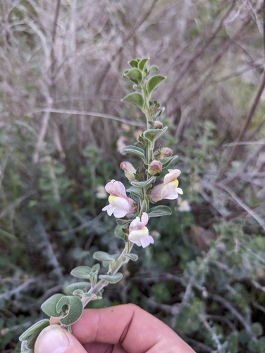 Dwarf snapdragon (Antirrhinum molle)