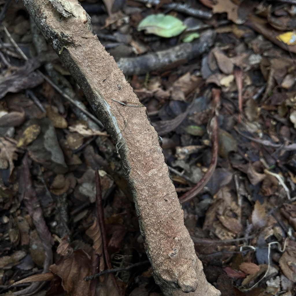 Xylodon magallanesii · March 2024 · photo: © cristianriquelme (iNaturalist, cc-by)