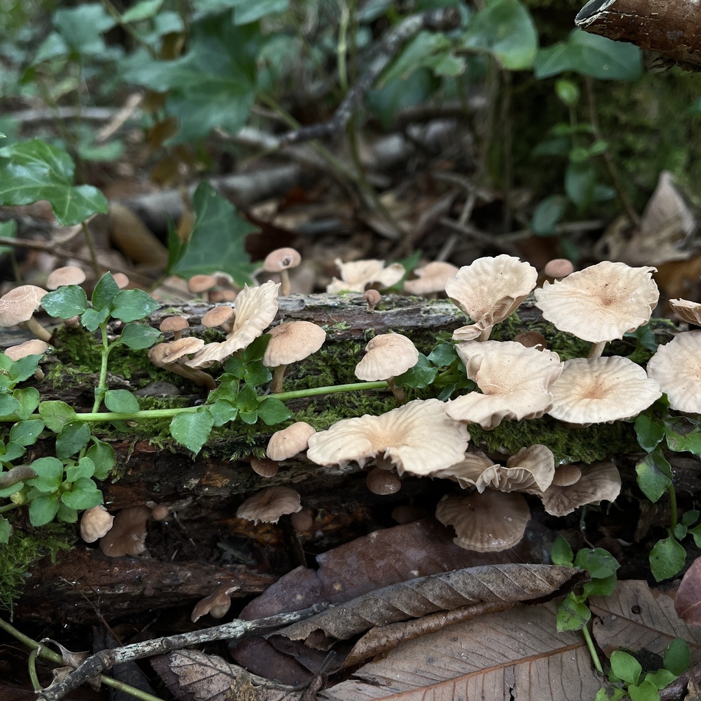Marasmiellus alliiodorus · March 2024 · photo: © cristianriquelme (iNaturalist, cc-by)