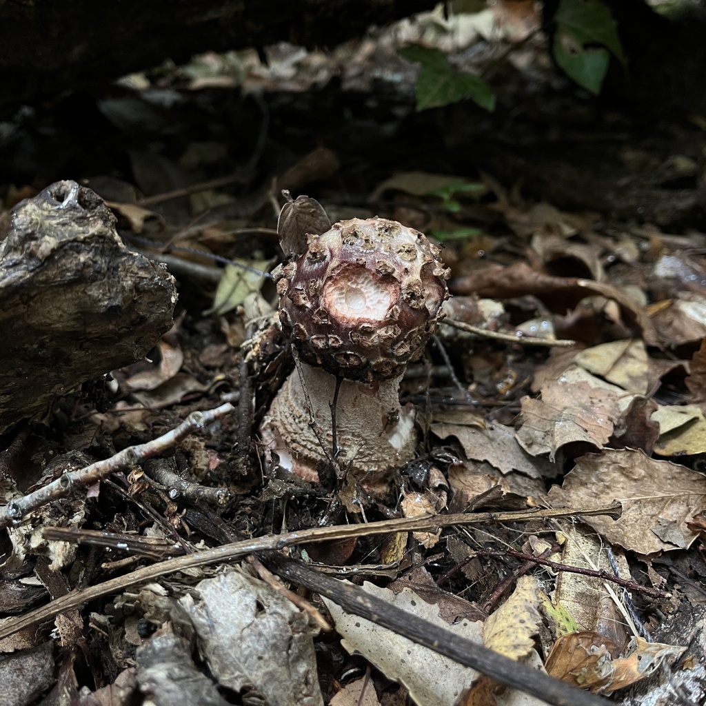 Amanita rubescens · March 2024 · photo: © cristianriquelme (iNaturalist, cc-by)