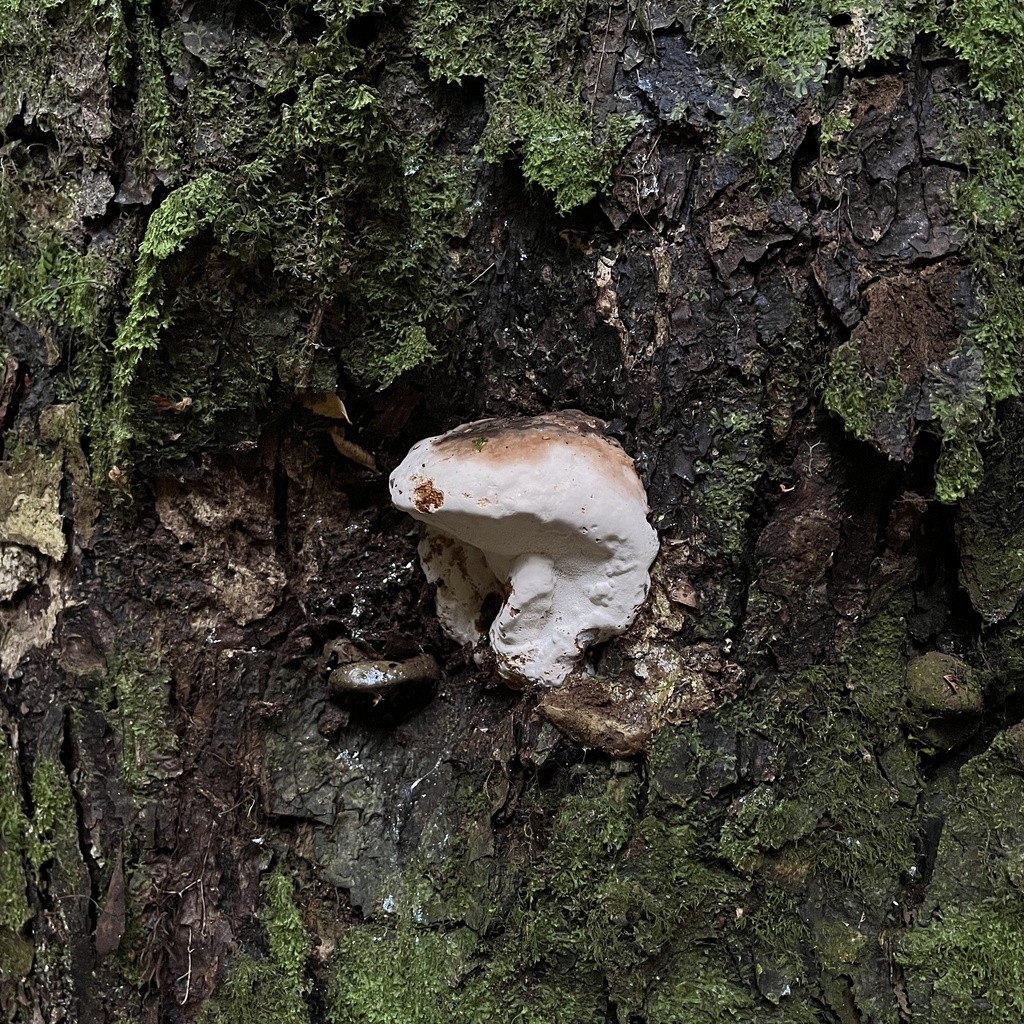 Ganoderma australe · March 2024 · photo: © cristianriquelme (iNaturalist, cc-by)