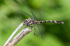 Progomphus obscurus